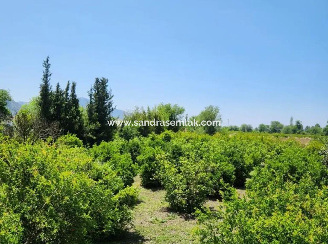 Villa Avicenna Dalyan